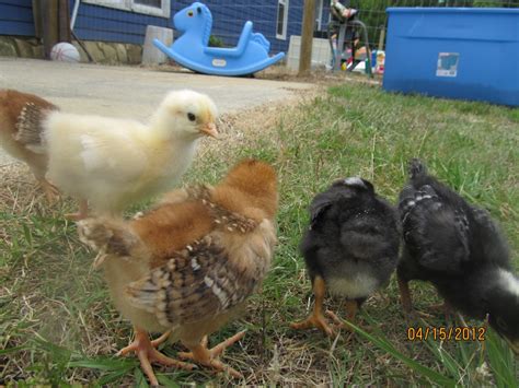 3 week old chicks, maybe a Buff, RIR and not sure. | BackYard Chickens ...