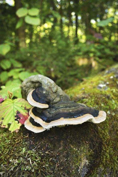 Tree Root Poison 的图像结果