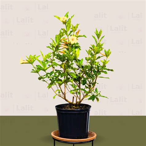 Dwarf Allamanda "yellow" Bush (Pentalinon Luteum) – Plant – Lalit ...