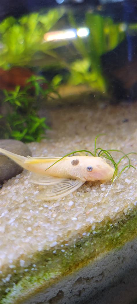 recently got this L144 bristlenose and it loves to eat carnivorously. bloodworms, brine shrimp ...