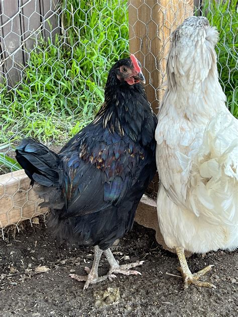 Black Copper Maran Chickens