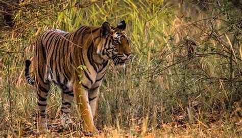 7 National Parks in India For Good Wildlife Photography - lifeberrys.com