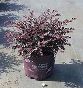 Image result for Crimson Fire Loropetalum - 3 Gallon | Plantingtree