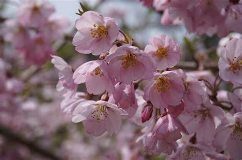Spring Tree 的图像结果