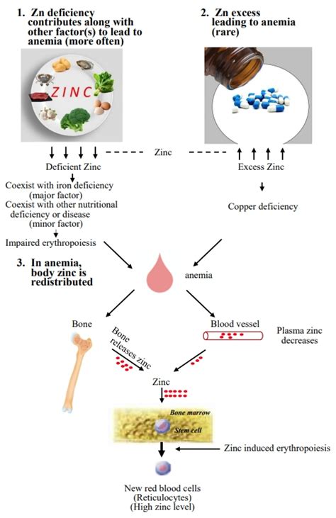 Zinc Deficiency Symptoms