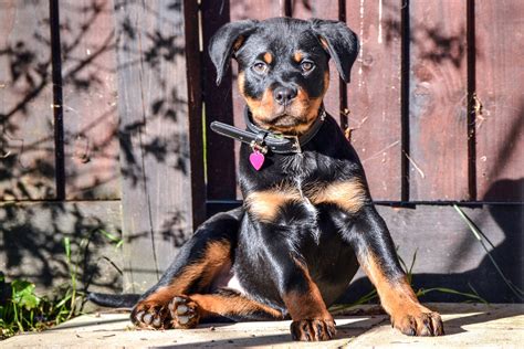 Puppies and Parvo: What Every New Puppy Owner Should Know | Pocopson Veterinary Station