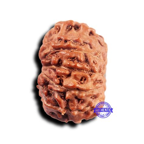 11 Mukhi Indonesian Rudraksha - Bead No.238 – Rudra and Sons