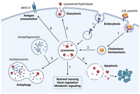 Lysosomes in Cancer—At the Crossroad of Good and Evil