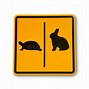 Image result for Turtle Bunny