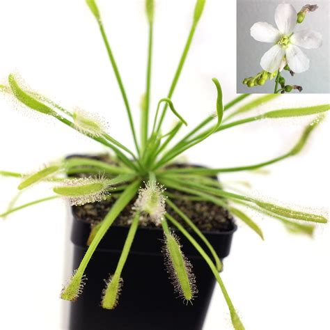 Drosera capensis 'Albino' - Cape Sundew | Curious Plant