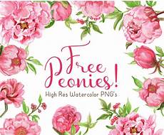 peony clipart free watercolor peonies clipart peony clipart free watercolor peonies clipart