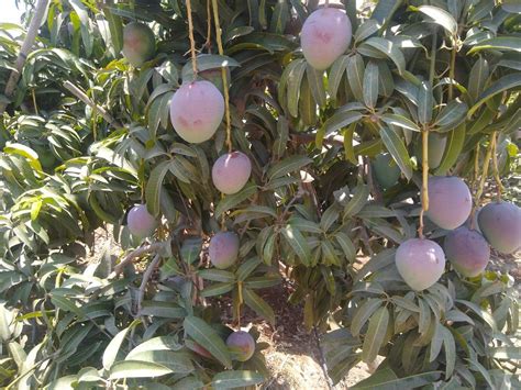 Rare Tropical Fruit Trees 的图像结果