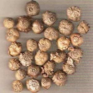 Sjeme Teak Wood / Sagvan Seed Seed Price in India - Buy Sjeme Teak Wood ...