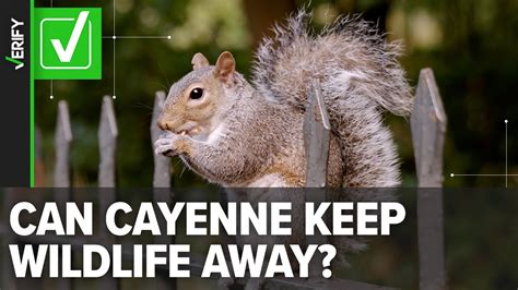 Cayenne pepper helps deter squirrels, rodents in gardens ...