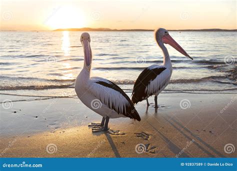 Pelicans stock image. Image of sunset, bird, holiday - 92837589
