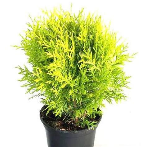 Buy Morpankhi Plant Online in Delhi - Shop Morpankhi Plant