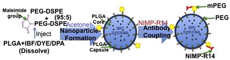 Research Progress of Neutrophil-Mediated Drug Delivery Strategies for ...
