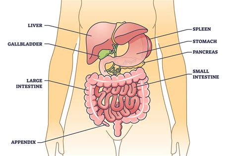 Image result for Appendix Cancer Symptoms