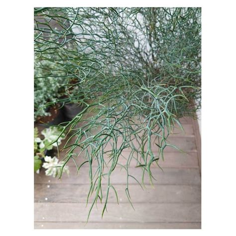 Acacia spinescens（Spiny Wattle） | Seeding