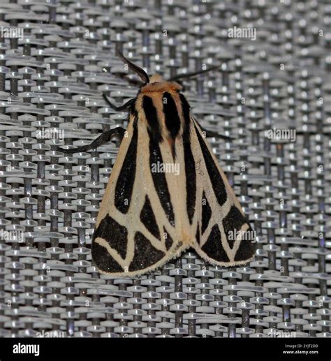 Harnessed Tiger Moth (Apantesis phalerata Stock Photo - Alamy