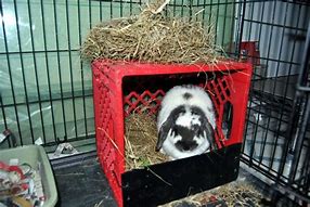 Image result for Cleaned Fur Lined Rabbit Nest