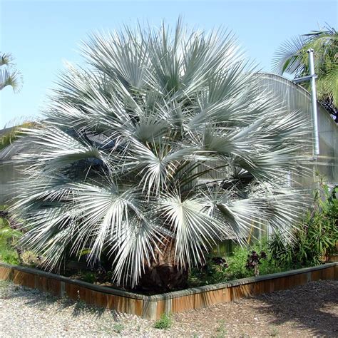 Amazon.com : QAUZUY GARDEN 7 Pcs Mexican Blue Palm (Brahea Armata) Blue Hesper Palm Seeds Eye ...