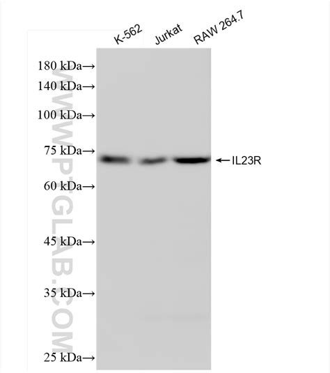 IL-23R antibody (83918-3-RR) | Proteintech