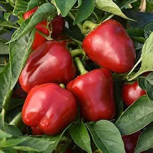 JIGNISHA SEEDS Red Capsicum Seeds Pack Of 50 : Amazon.in: Garden & Outdoors