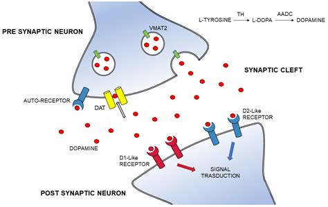 Dopamine Synaptic Cleft