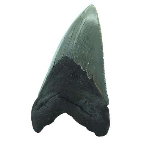Megalodon Shark Tooth – CrystalCaveIndia