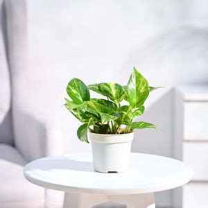 UGAOO Variegated Money Plant Price in India - Buy UGAOO Variegated ...