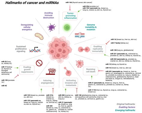 Circulating microRNAs as Potential Biomarkers in Pancreatic Cancer ...