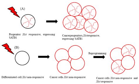 X Inactivation and Progenitor Cancer Cells