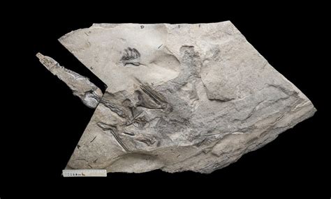 Astronomers Find Fossil Of A Pterosaur Dating Back To The Mesozoic Era ...