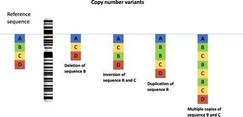 Image result for Copy Number Variation Genes