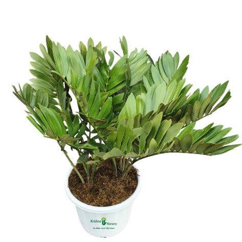 Zamia Palm - Zamia Furfuracea