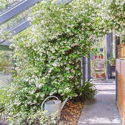 Planting Climbing Jasmine: Ultimate Guide for Lush, Fragrant Vines ...