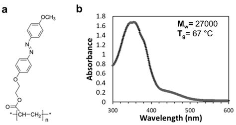 Quantitative Study of Morphological Features of Stem Cells onto ...