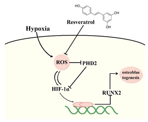 Resveratrol Ameliorates High Altitude Hypoxia-Induced Osteoporosis by ...