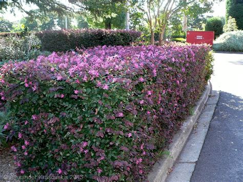 Fast Growing Garden Hedge Plants at Patricia Bouchard blog