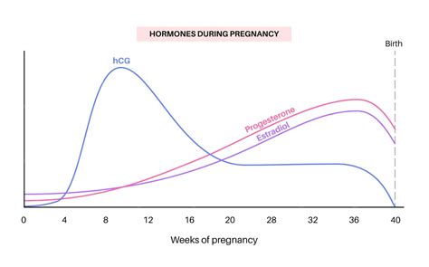 Premium Vector | Levels of hormones in pregnancy infographic hcg ...