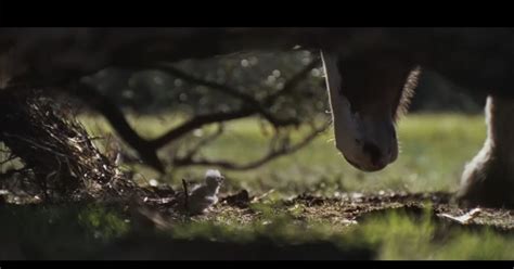 Budweiser Super Bowl 2026 ad - DAILY COMMERCIALS