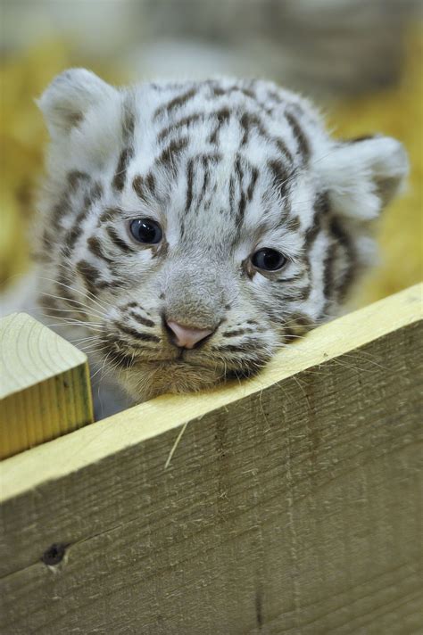White Tiger Cubs Cute
