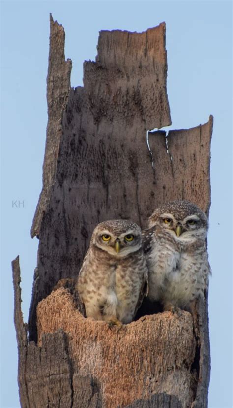 கருப்பையா: பெரம்பலூர் அருகே பொட்டல் காட்டை பறவைகள் வந்து செல்லும் ...