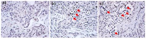 Inorganic-Organic Hybrid Nanomaterials for Therapeutic and Diagnostic ...