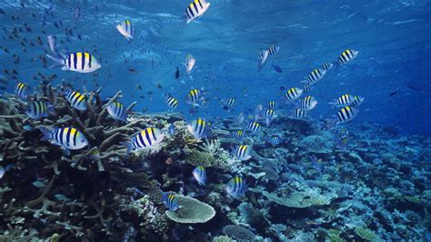 Sea Life Wallpaper 的图像结果