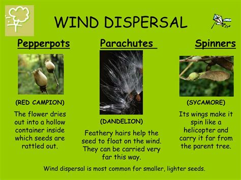 Seed Dispersal Examples 的图像结果