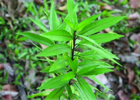 Justicia gendarussa -Vathamkolli (Willow leaved justicia) – FTLON
