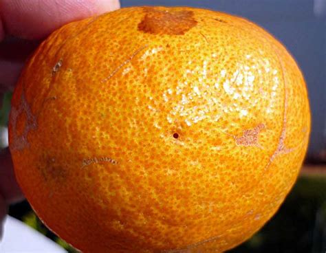 Image result for Tangerine Computer Systems