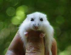 Image result for Cute Small Hamsters